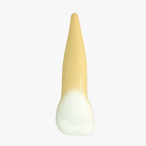 Upper Primary Lateral Incisor