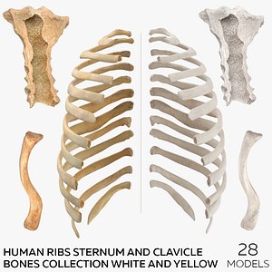 Human Ribs Sternum and Clavicle Bones Collection White and Yellow - 28 models