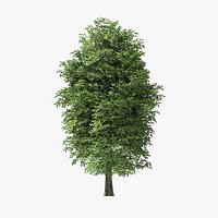 13 Meter Rock Elm Tree