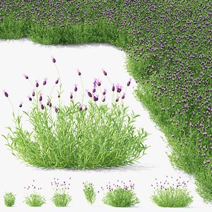 Lavandula stoechas 6 flower 3D model
