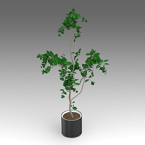 3d model of ficus growth plant house