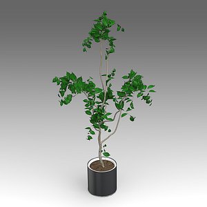 Ficus Growth Plant_011