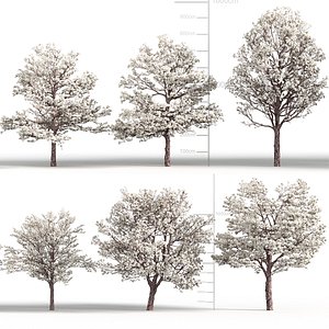 Tabebuia roseoalba - White Trumpet tree 3D model