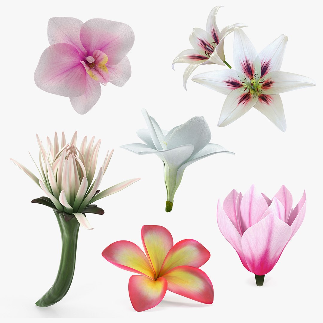 Flowers Collection 9 3D model preview