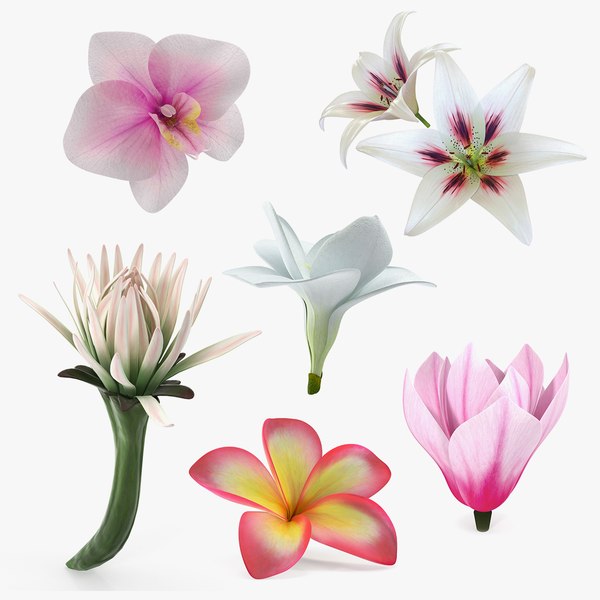 3D flowers orchid lily model