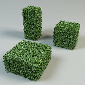boxwood bush topiary