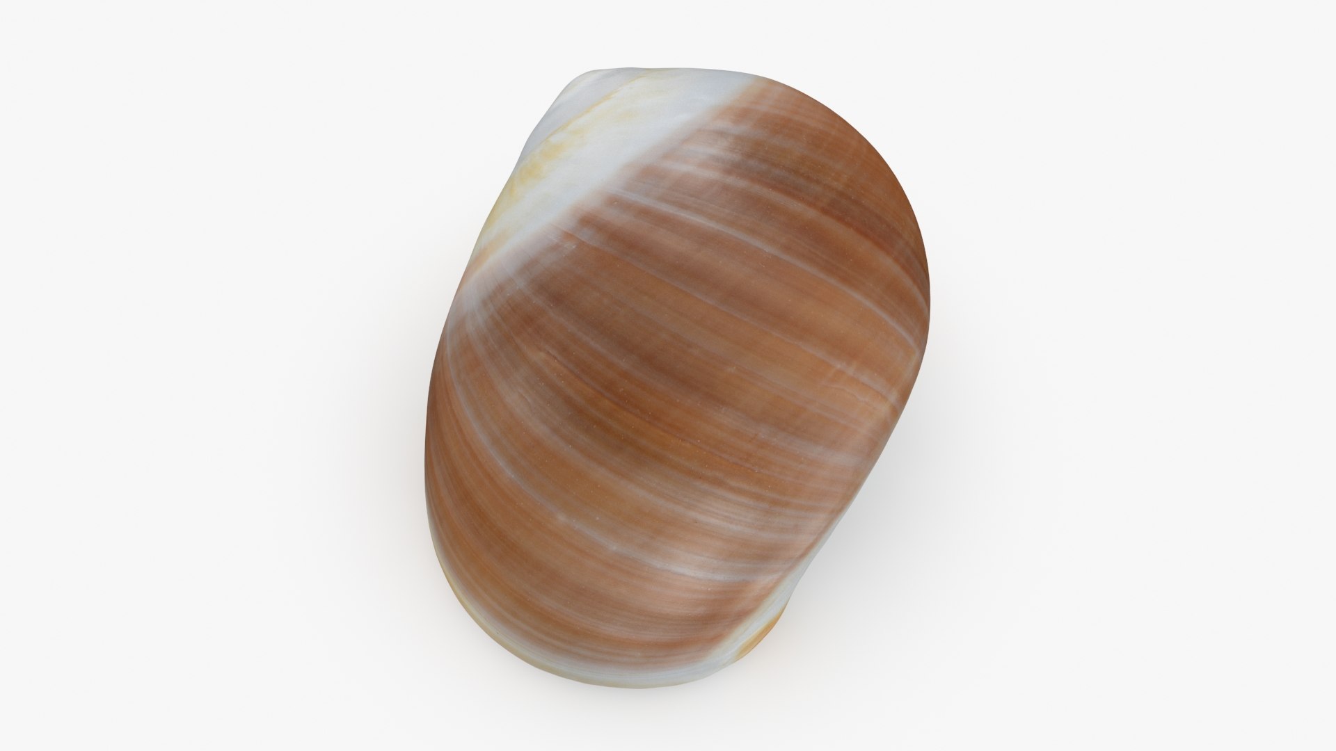 3D Natica Vitellus - TurboSquid 2192984
