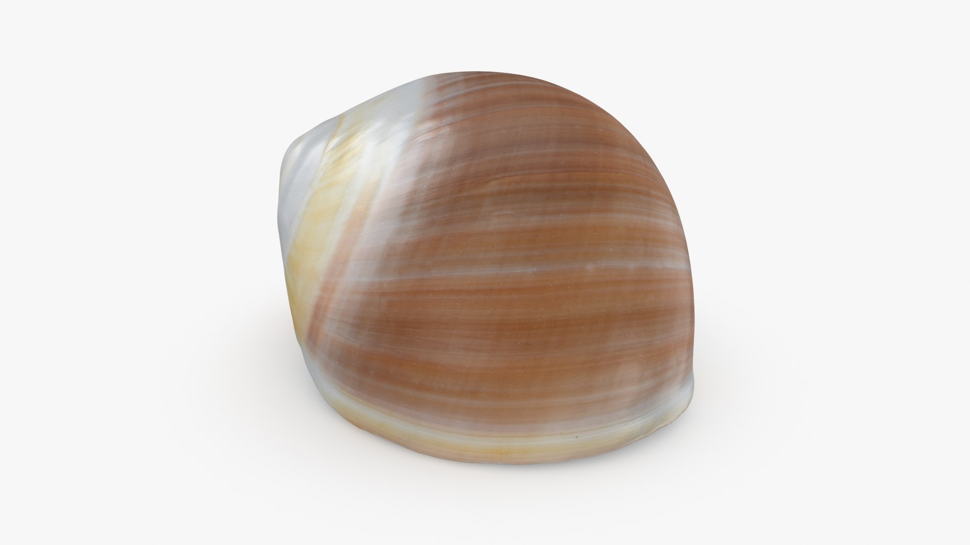 3D Seashells Collection 3 model https://p.turbosquid.com/ts-thumb/cZ/eTWC4m/XP/naticavitellus_a0001/jpg/1708519322/1920x1080/fit_q87/bc9706be1a0a0fd6bd99259cd248577227588b82/naticavitellus_a0001.jpg