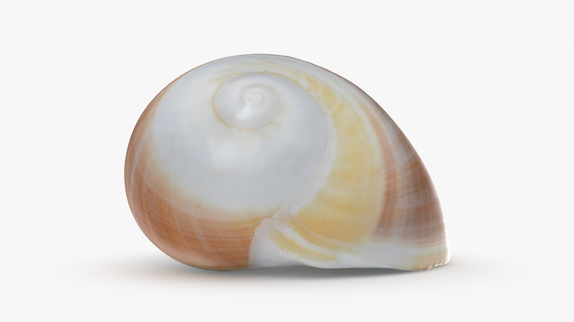3D Natica Vitellus - TurboSquid 2192984