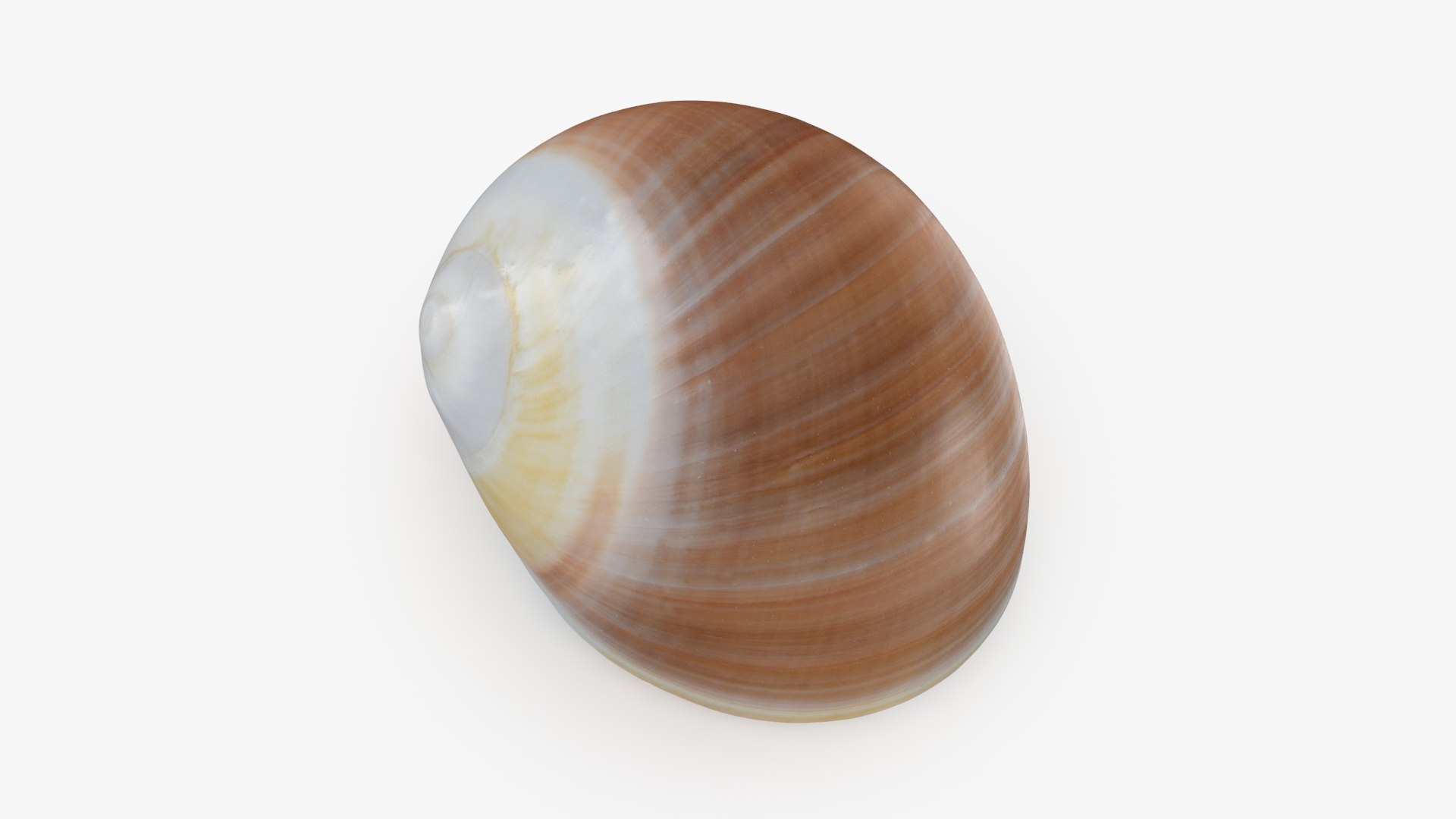 3D Natica Vitellus - TurboSquid 2192984