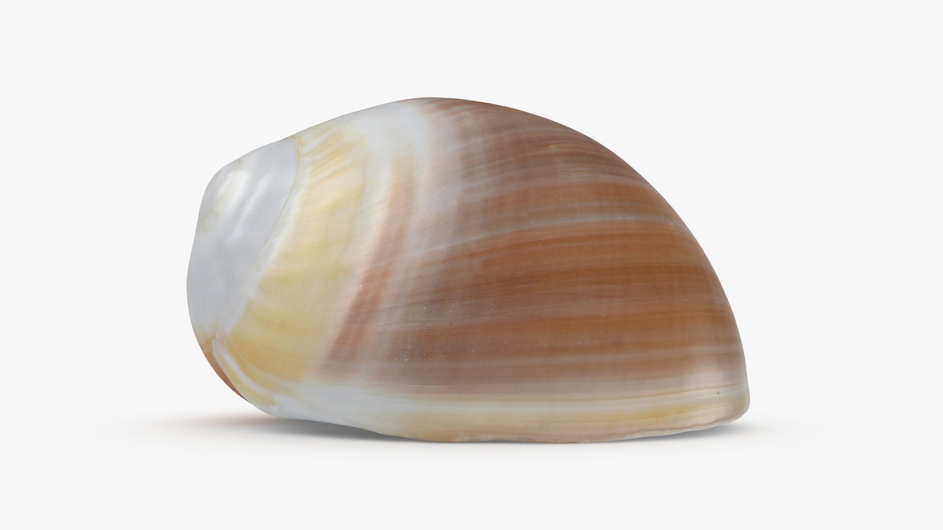 3D Natica Vitellus - TurboSquid 2192984