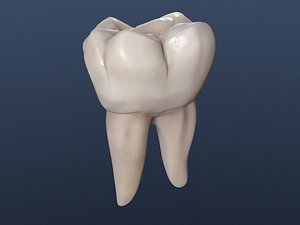 Left Lower Permanent First Molar