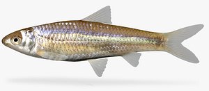 Hybognathus nuchalis Mississippi Silvery Minnow.