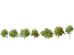 Paubrasilia echinata - Brazilwood 3D model