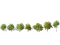 Paubrasilia echinata - Brazilwood