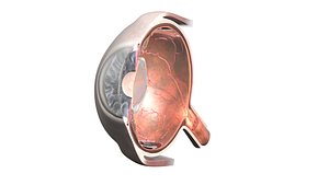 anatomically human eye s 3D model