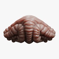 Dog Cerebellum Anatomy