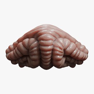 Dog Cerebellum Anatomy