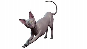 sphynx cat 3D model