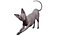 sphynx cat