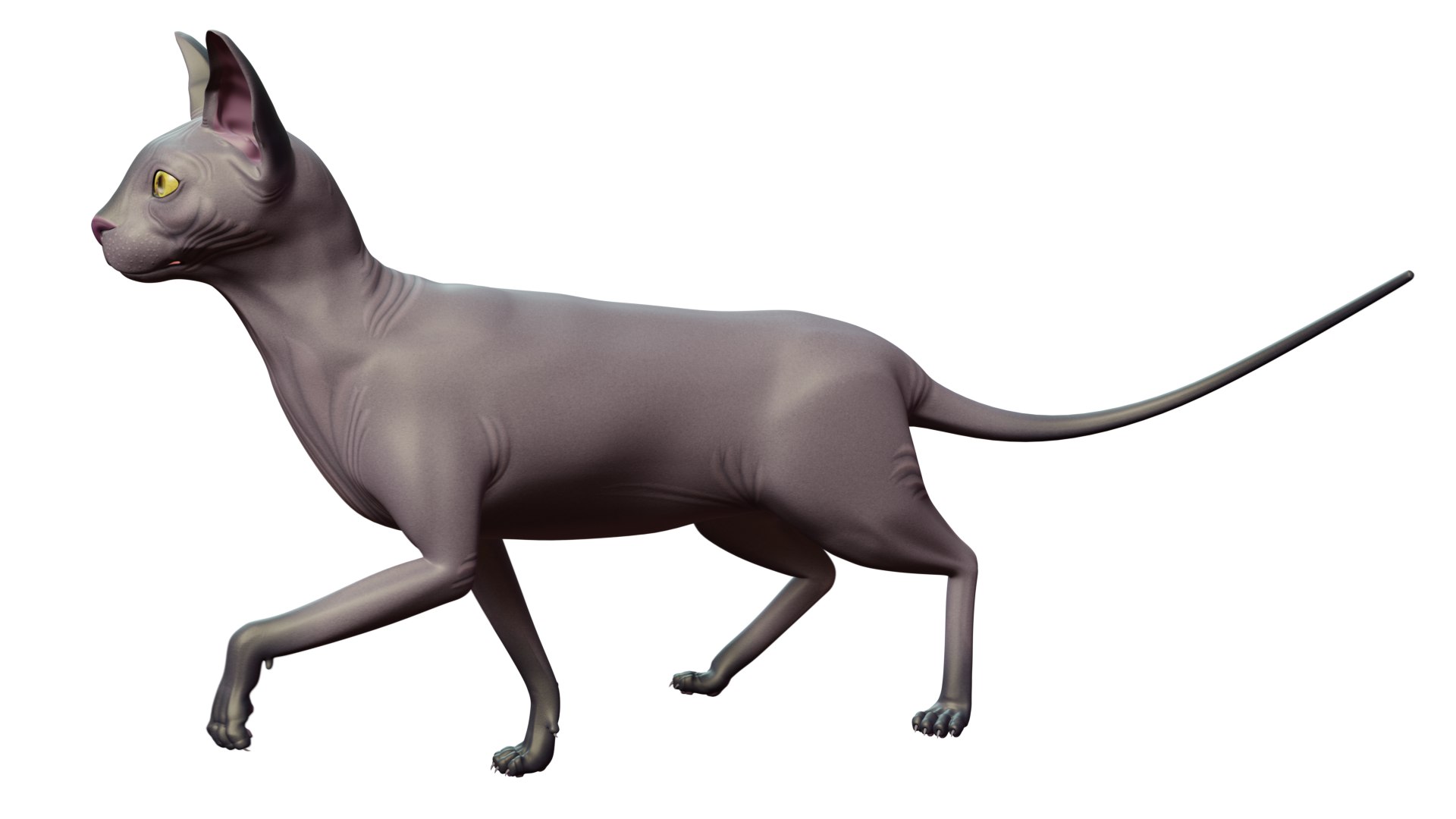 sphynx cat 3D model https://p.turbosquid.com/ts-thumb/ca/2EsL0J/Jq/19/png/1668155420/1920x1080/fit_q87/a1bf254a5484eb84d894e34a14411498e4362d03/19.jpg