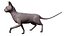 sphynx cat