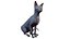 sphynx cat