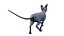 sphynx cat