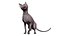 sphynx cat
