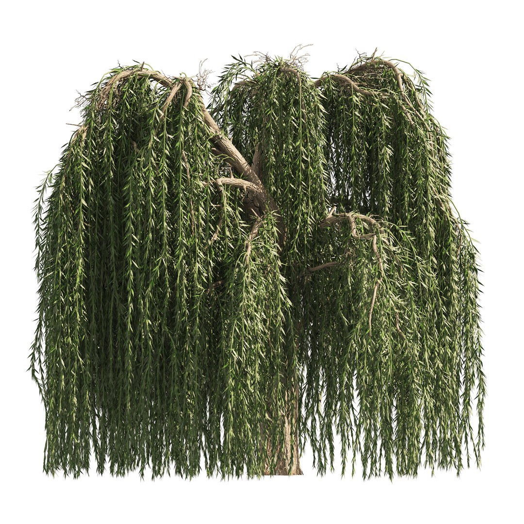 3d 4 Weeping Willow Salix Babylonica Trees - Turbosquid 1901086