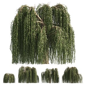 3D 4 Weeping Willow Salix babylonica Trees