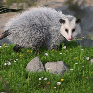 Opossum on Meadow with Blooming Flowers Fur