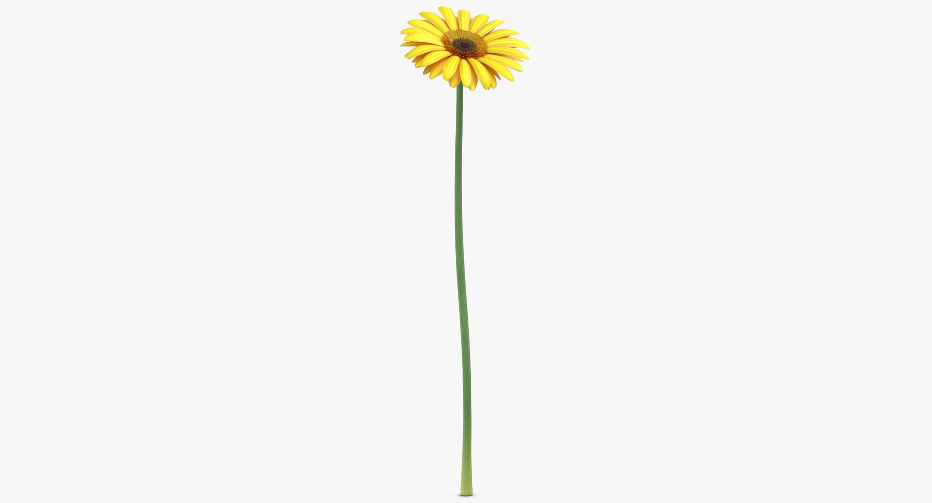 gerbera photorealistic 3D model https://p.turbosquid.com/ts-thumb/ca/Aw09rR/zZnIrfEP/0000/jpg/1566210446/1920x1080/turn_fit_q99/909c99eaf6b2358fbbc101481b907ba6cdc9808e/0000-1.jpg