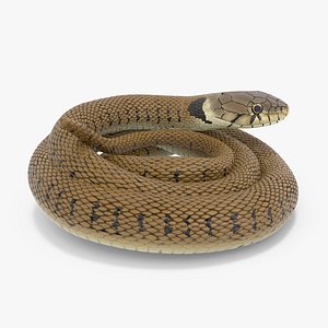 Ringed Snake Brown Coiled