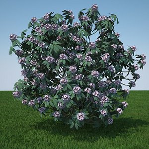 plant flowers 3d model