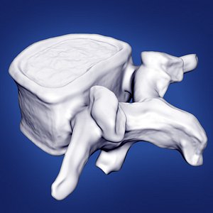 3d vertebrae model
