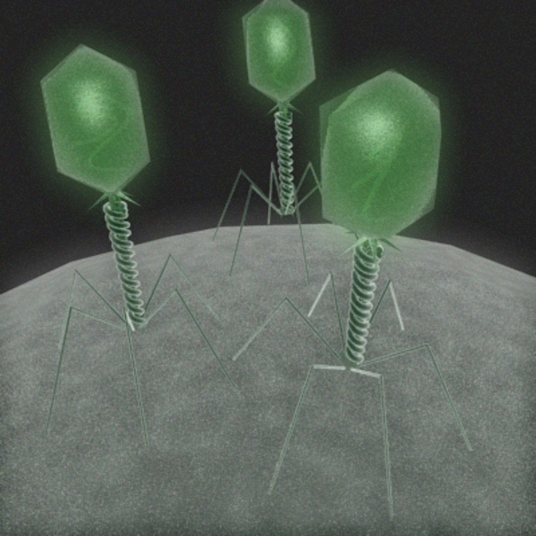  https://p.turbosquid.com/ts-thumb/ca/n9JSYA/PxXZNour/bacteriophage_main/jpg/1172711834/1920x1080/fit_q87/017d36d0f929e2bdc7c7720092c519ab004ed1a7/bacteriophage_main.jpg