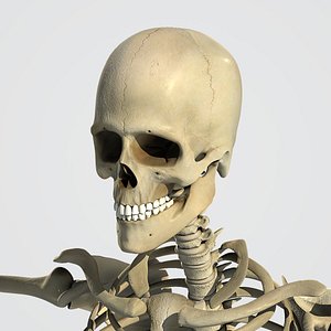 3d model human rigged