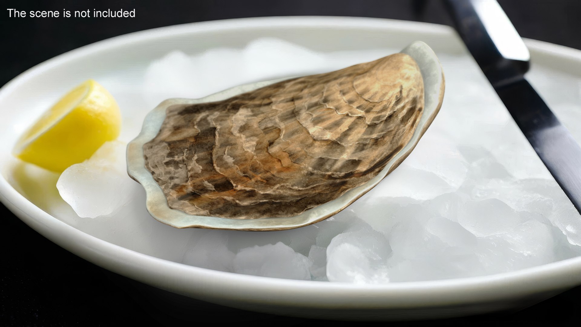 Closed Oyster 3D https://p.turbosquid.com/ts-thumb/cb/7Hau5n/1B/closedoyster3dsmodel004/jpg/1722533278/1920x1080/fit_q87/c29f49845c0be29cbe25dc70c8e1d01b47b538f1/closedoyster3dsmodel004.jpg