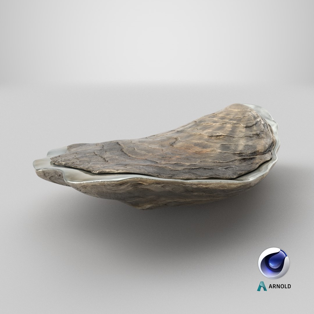 Closed Oyster 3D https://p.turbosquid.com/ts-thumb/cb/7Hau5n/1s/stemcell_cinema_4d_arnold_render/png/1744709512/1920x1080/fit_q87/9461048591b16d42bf28c453aef42b0e3f23642f/stemcell_cinema_4d_arnold_render.jpg