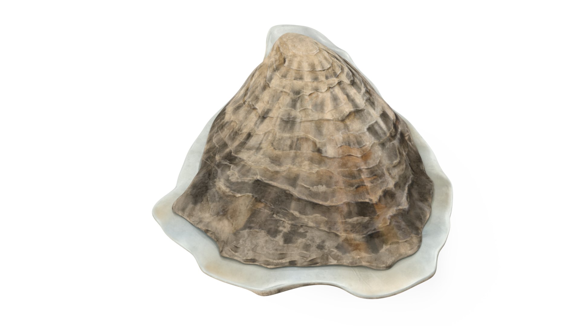 Closed Oyster 3D https://p.turbosquid.com/ts-thumb/cb/7Hau5n/PK/closedoyster3dsmodel015/jpg/1722533307/1920x1080/fit_q87/d4da90884b36ddcb37da2f9cbd8e6255428990e0/closedoyster3dsmodel015.jpg