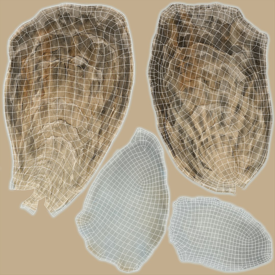 Closed Oyster 3D https://p.turbosquid.com/ts-thumb/cb/7Hau5n/TA/closedoyster3dsmodel020/jpg/1722533323/1920x1080/fit_q87/27b3798937f25c47db978310aafc78c4b977f7b1/closedoyster3dsmodel020.jpg