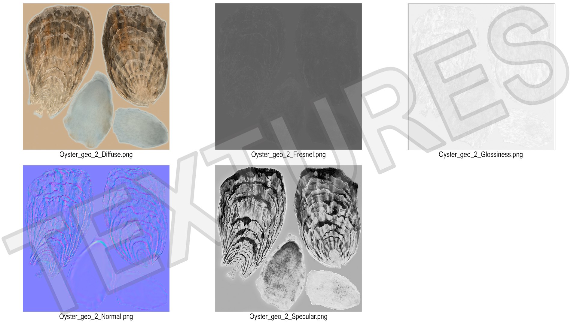 Closed Oyster 3D https://p.turbosquid.com/ts-thumb/cb/7Hau5n/V2/closedoyster3dsmodel021/jpg/1722533326/1920x1080/fit_q87/161fe176577bec709f987450e35944b7bd0713be/closedoyster3dsmodel021.jpg