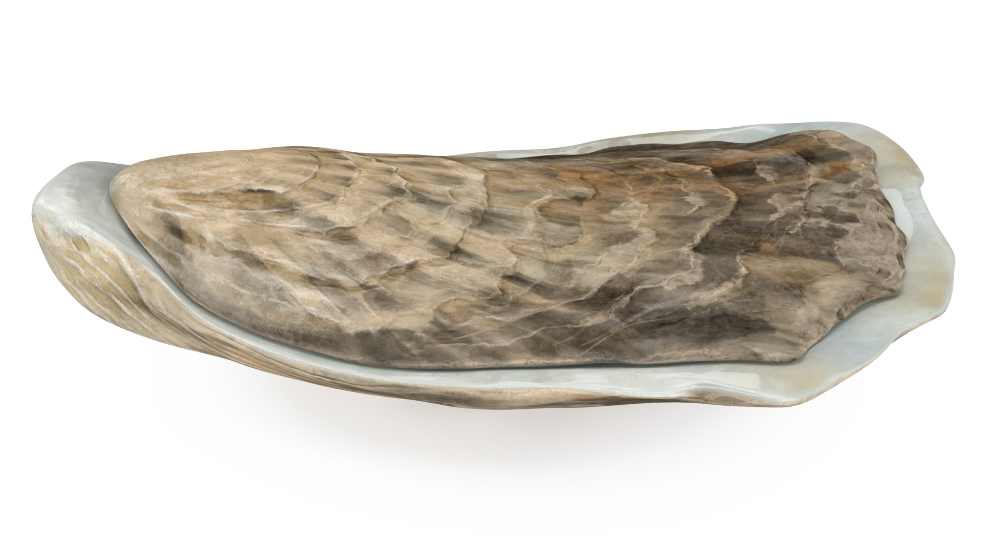 Closed Oyster 3D https://p.turbosquid.com/ts-thumb/cb/7Hau5n/XX/closedoyster3dsmodel010/jpg/1722533290/1920x1080/fit_q87/4548ca14589c00c3d73d1dac8b795eb0c0f730d1/closedoyster3dsmodel010.jpg