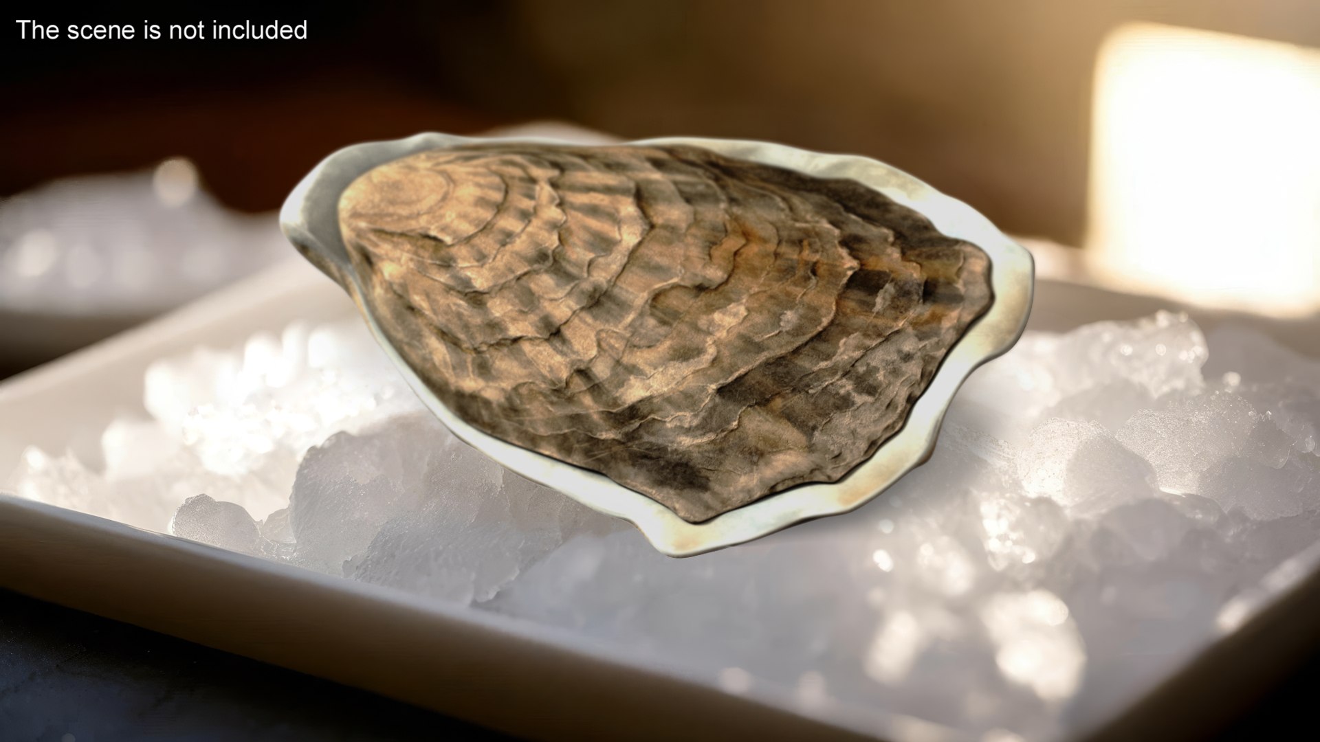 Closed Oyster 3D https://p.turbosquid.com/ts-thumb/cb/7Hau5n/hi/closedoyster3dsmodel002/jpg/1722533274/1920x1080/fit_q87/c5ba6430533c52ec29bb62ed370f1ac72d2056b2/closedoyster3dsmodel002.jpg