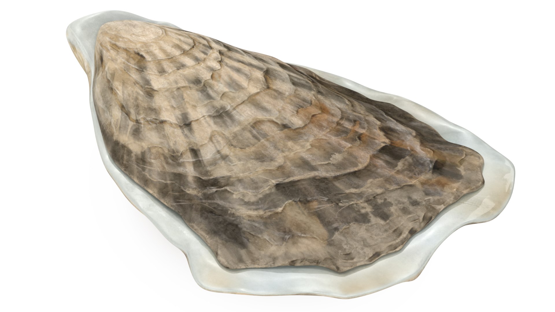 Closed Oyster 3D model preview