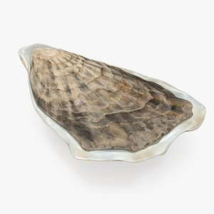 Closed Oyster