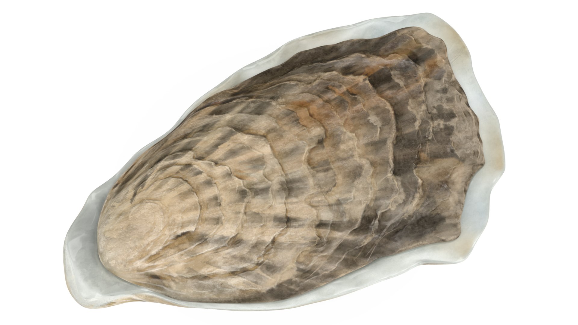 Closed Oyster 3D https://p.turbosquid.com/ts-thumb/cb/7Hau5n/tf/closedoyster3dsmodel012/jpg/1722533297/1920x1080/fit_q87/a45e48e50ebdb48503f251d83396b866210e151c/closedoyster3dsmodel012.jpg