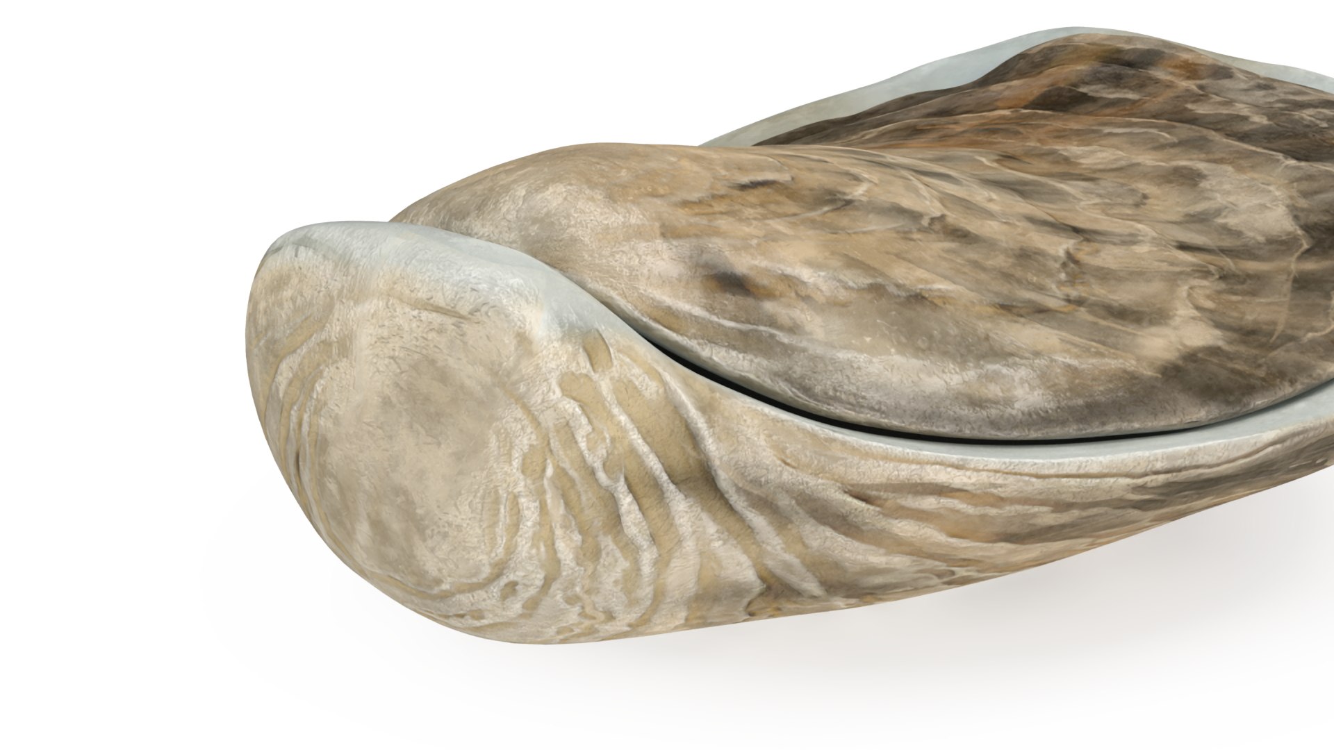 Closed Oyster 3D https://p.turbosquid.com/ts-thumb/cb/7Hau5n/vy/closedoyster3dsmodel011/jpg/1722533293/1920x1080/fit_q87/a9c4028237981fb0c8c5b0603b1c946022df5d34/closedoyster3dsmodel011.jpg