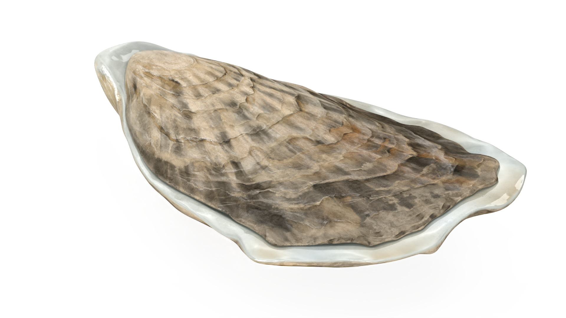 Closed Oyster 3D https://p.turbosquid.com/ts-thumb/cb/7Hau5n/xB/closed_oyster_360/jpg/1722533102/1920x1080/turn_fit_q99/e396967904a48251a6a6e1539891039124a90dd2/closed_oyster_360-1.jpg